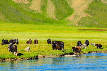 Cows graze on the grassland by the river,the green grassland scenery in summer.