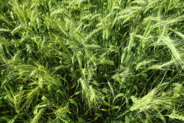 Beautiful agricultural field with ripening wheat crop
