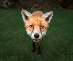 Portrait of a red fox standing on green grass