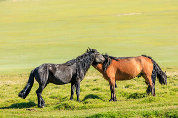 Fototapeta premium Horses on a summer pasture.Beautiful grassland scenery.