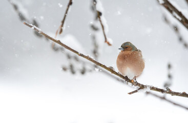 Common chaffinch (Fringilla coelebs) portrait in the spring snow with negative space