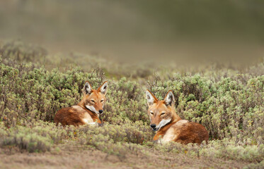 Close up of two rare and endangered Ethiopian wolves lying on grass