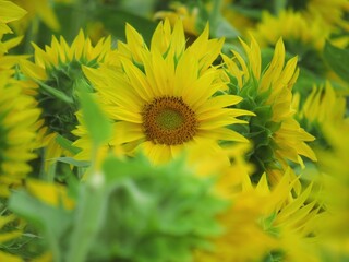 field of sunflowers