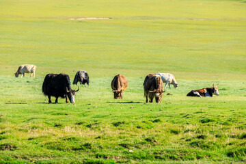 Cows on the green pasture.