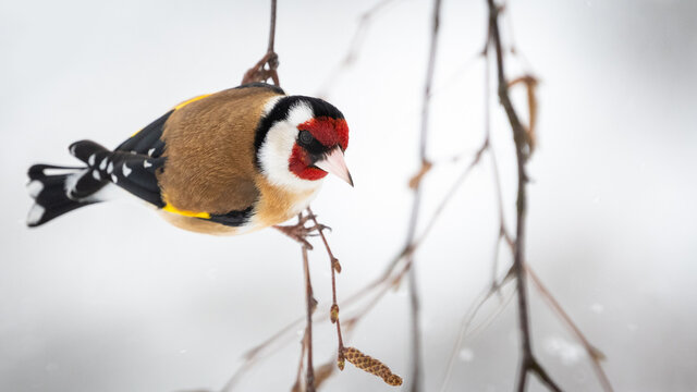 European goldfinch (Carduelis carduelis) sitting on branch in snow with copy space