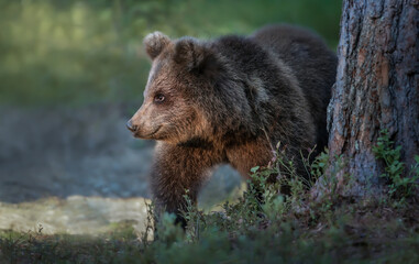 Fototapeta na wymiar Close up of a cute Eurasian Brown bear cub in forest