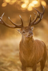Red deer stag on an early autumn morning