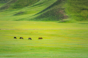 Horses on a summer pasture.