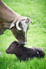 Close-up of White and brown cow and calf in green field lit by sun with fresh spring grass on green blurred background. Cattle farming, breeding, milk and meat production concept. Ukraine.