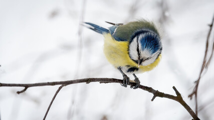 Eurasian blue tit (Cyanistes caeruleus) eating from bird feeder in snow 
