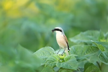 Close up of a Great grey shrike with it's prey