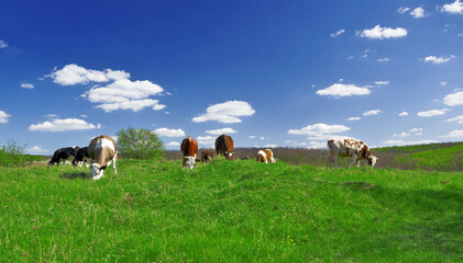 Naklejka na ściany i meble Cows graze on a green field in sunny weather in the Ukraine. Cattle farming, breeding, milk and meat production concept.