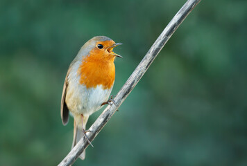 Close up of a European Robin calling