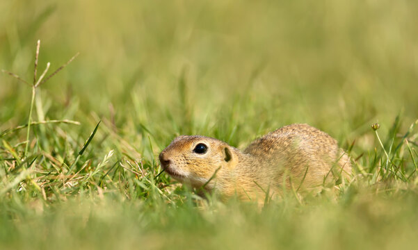 Close-up of an European ground squirrel in the natural environment