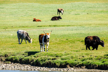 Cows on the green pasture.