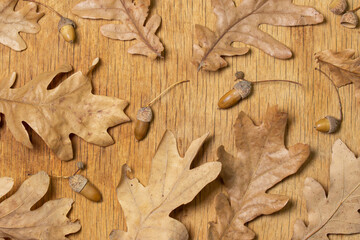 Autumn leaves and acorns on a wooden background. Dry oak leaves. Natural background