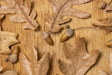 Autumn leaves and acorns on a wooden background. Dry oak leaves. Natural background