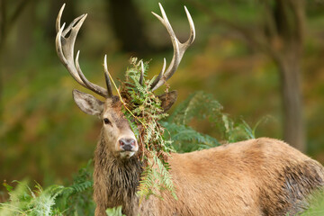 Portrait of a red deer stag with bracken on antlers