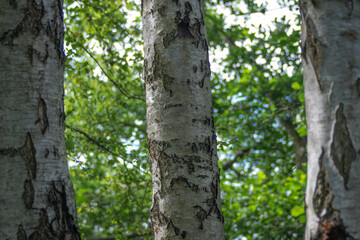3 silver birch trees close up bark