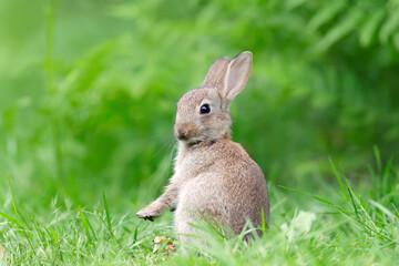 Wild Rabbit standing on its hind legs in a meadow