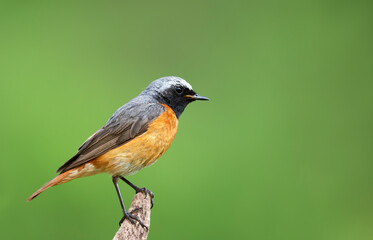 Common Redstart perched on a  wooden post
