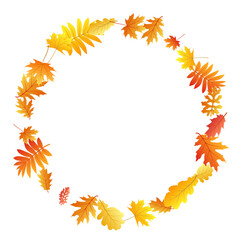 Oak, maple, wild ash rowan leaves vector, autumn foliage on white background.