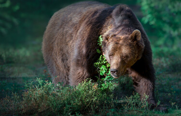 Close up of an Eurasian Brown bear in Finnish forests
