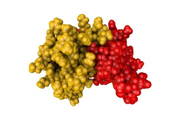 Space-filling molecular model of human interleukin-8. Rendering with differently colored protein chains based on protein data bank entry 1il8. 3d illustration