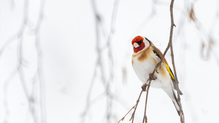 European goldfinch (Carduelis carduelis) sitting on branch in snow with copy space - obrazy, fototapety, plakaty