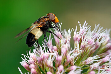 pellucid fly // Gemeine Waldschwebfliege, Gemeine Hummel-Schwebfliege (Volucella pellucens) 