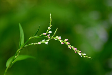 Floh-Knöterich // lady's thumb (Persicaria maculosa)