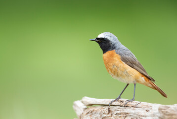 Common Redstart perched on a wooden post