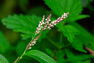 Floh-Knöterich // lady's thumb (Persicaria maculosa)