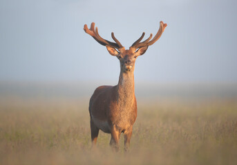 Red deer stag with velvet antlers on a misty summer morning