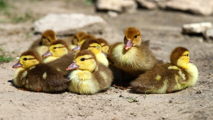 A flock of small yellow-brown ducklings resting in a pile.