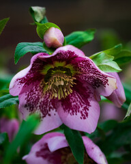 Macro shot of a Passion flower