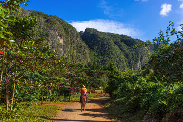 Fototapeta premium VINALES, CUBA - CIRCA AUGUST 2015: A local riding an horse in Vinales Valley, Cuba