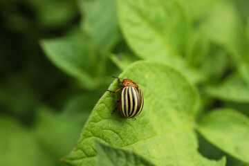 Colorado potato beetle on green plant outdoors, closeup. Space for text