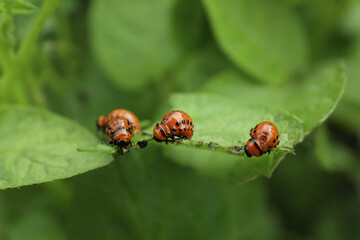 Many colorado potato beetle larvae on plant outdoors, closeup