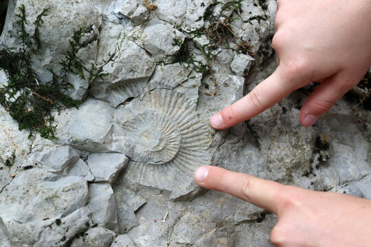 Versteinerte Ammoniten in Kinderhänden