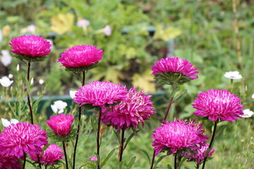 pink aster flowers in the garden