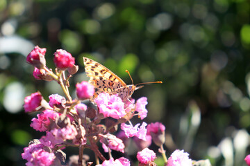 Der Distelfalter (Vanessa cardui) auf einer roten Blüte