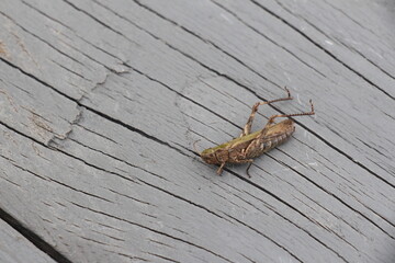 grasshopper on a wood