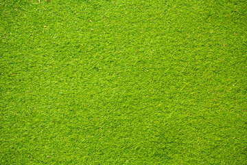 Obraz na płótnie Canvas green grass texture background