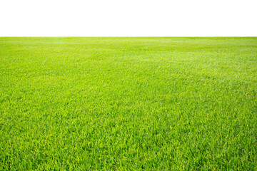 green grass field isolate on white background