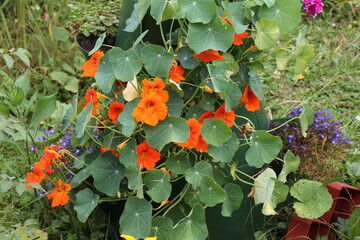 orange nasturtium flowers in the garden