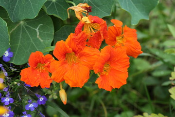 orange nasturtium flowers