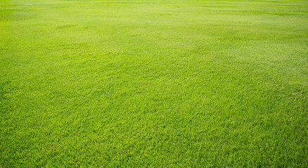 Green meadow grass field from outdoor park