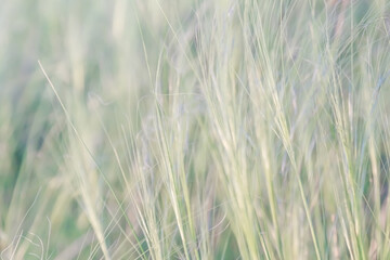 Texture natural background plant feather grass in the steppe in the wind