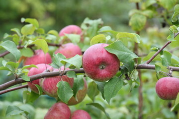 apples on a tree